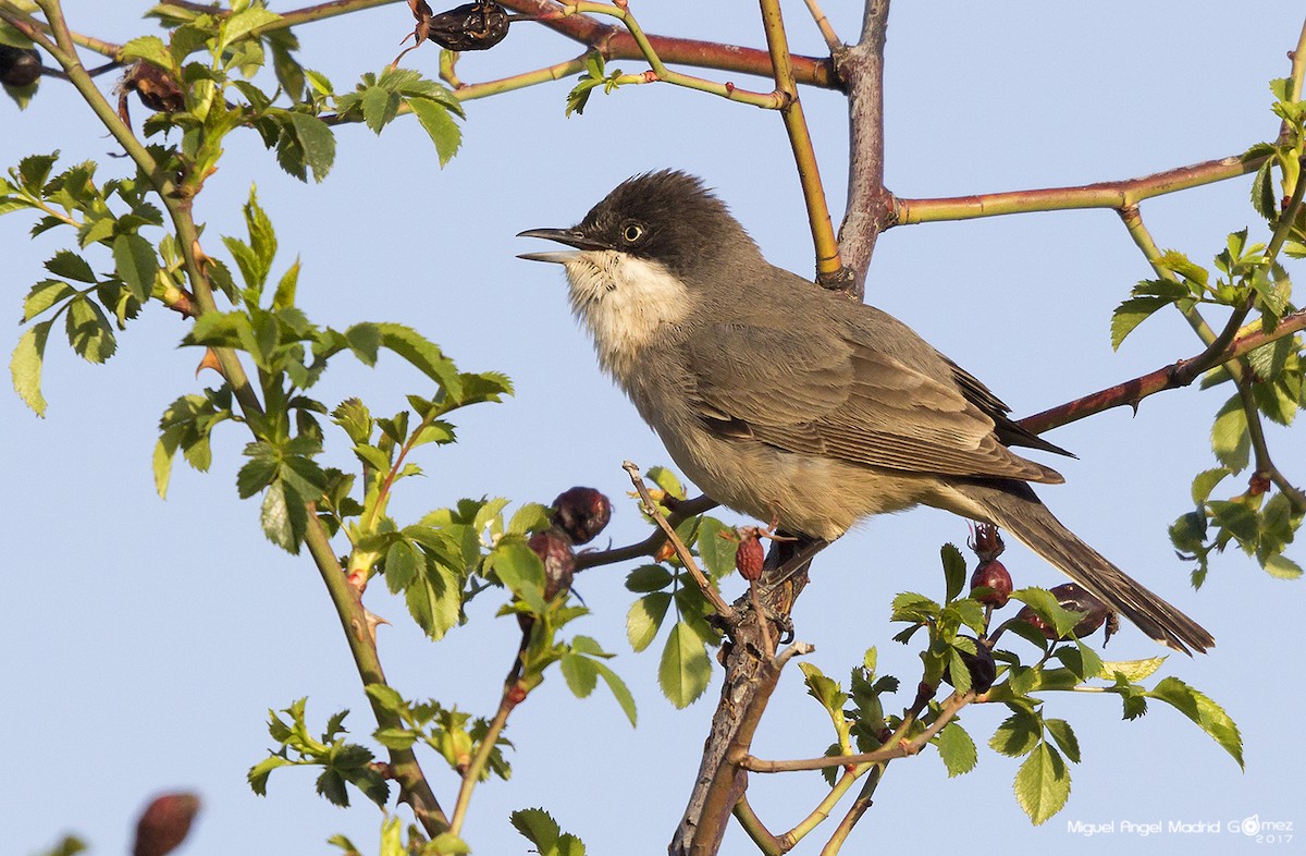 Western Orphean Warbler - Miguel Ángel Madrid Gómez