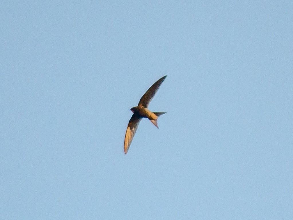 Common Swift - Muammer Ülker