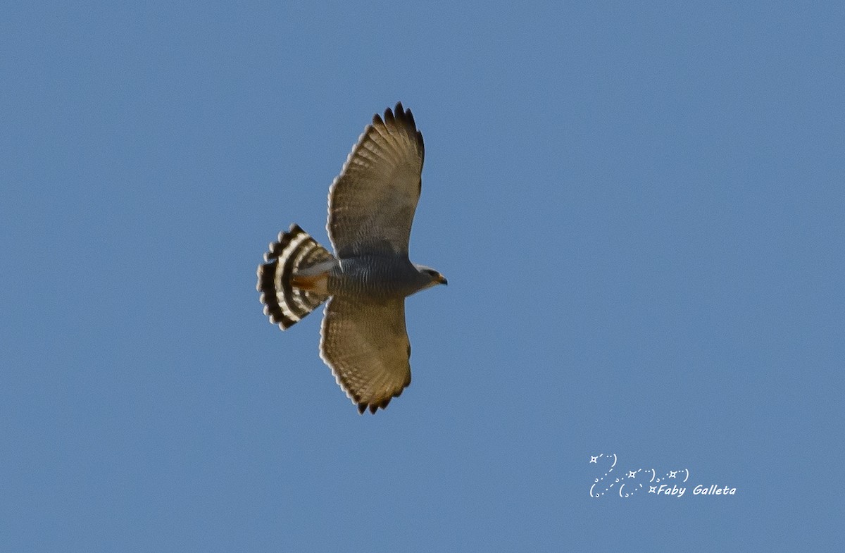 Gray Hawk - ML549261031