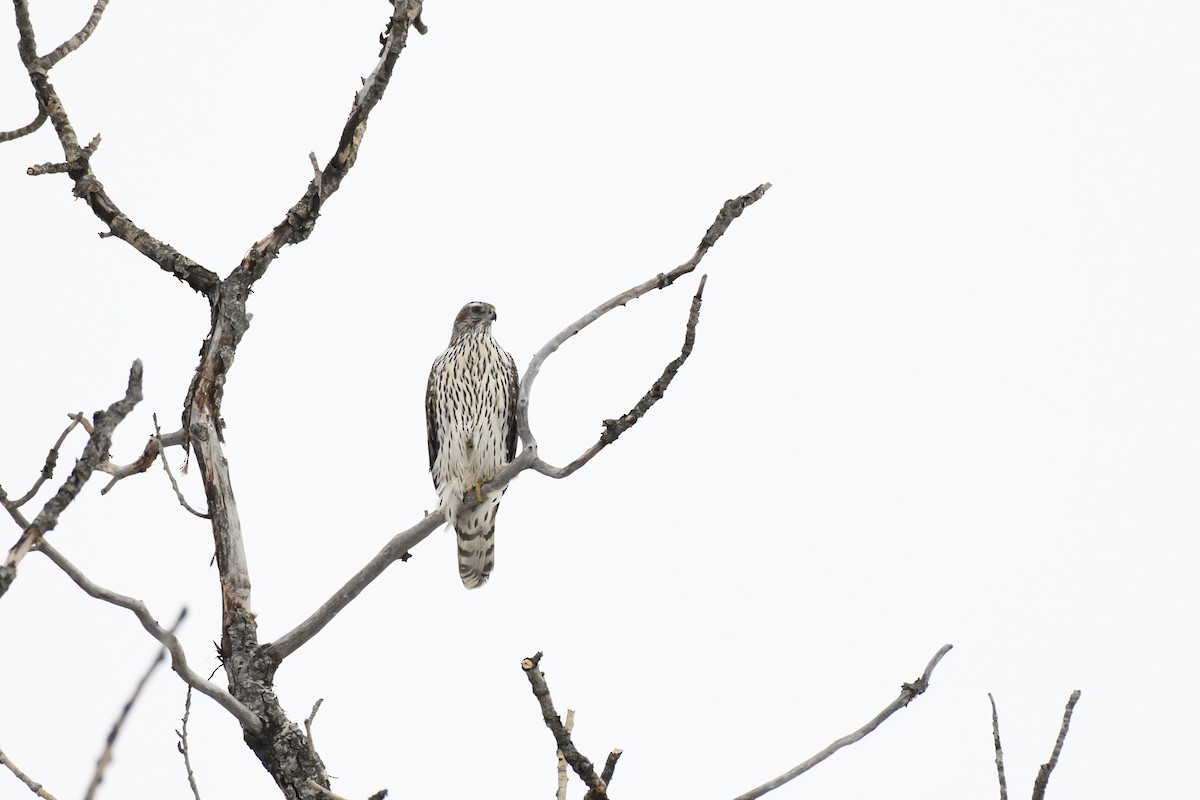 American Goshawk - ML549262111