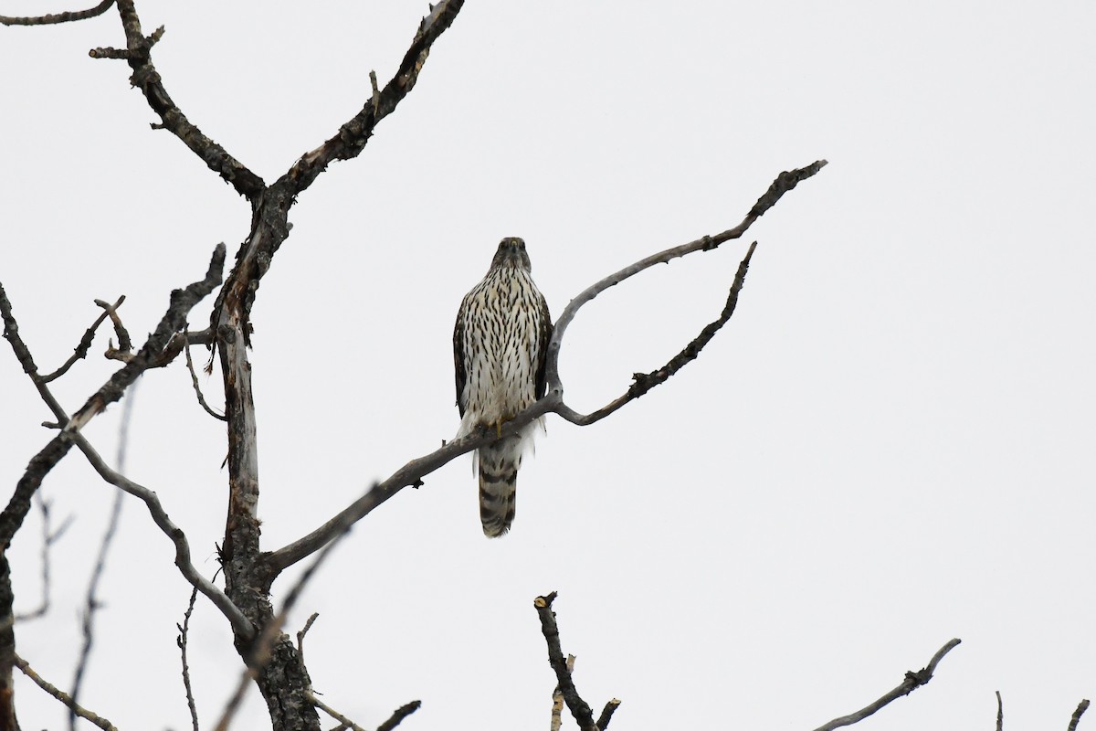 American Goshawk - ML549262151