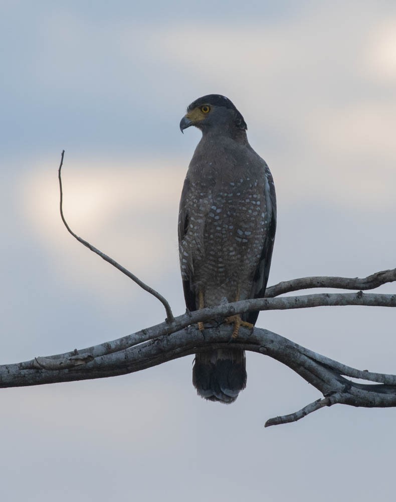 Crested Serpent-Eagle - ML549262321