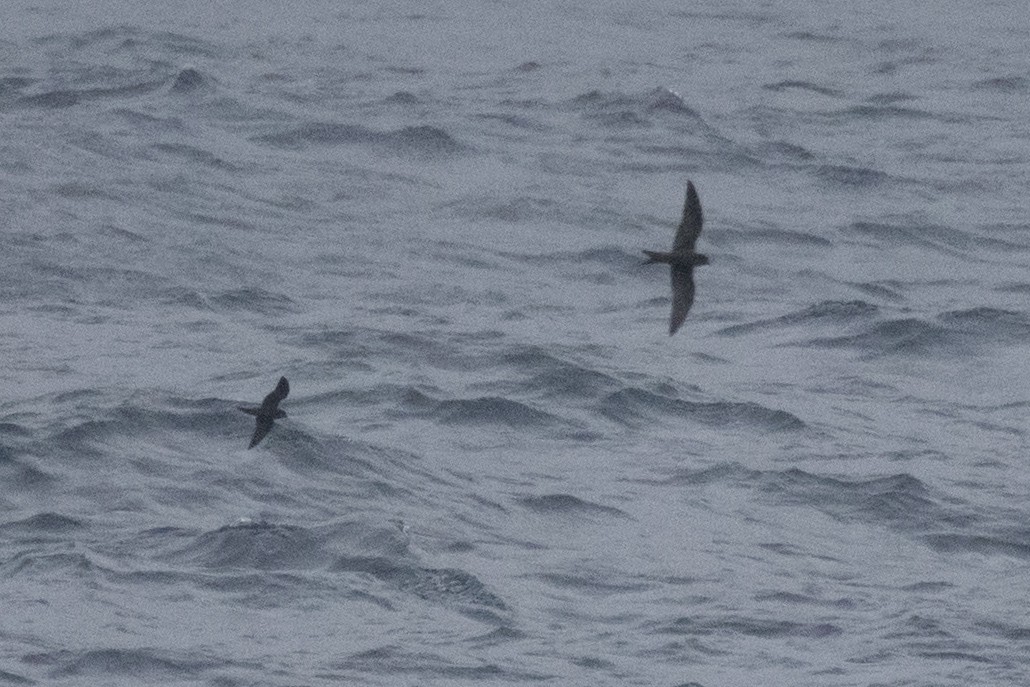 Swinhoe's Storm-Petrel - ML549262551