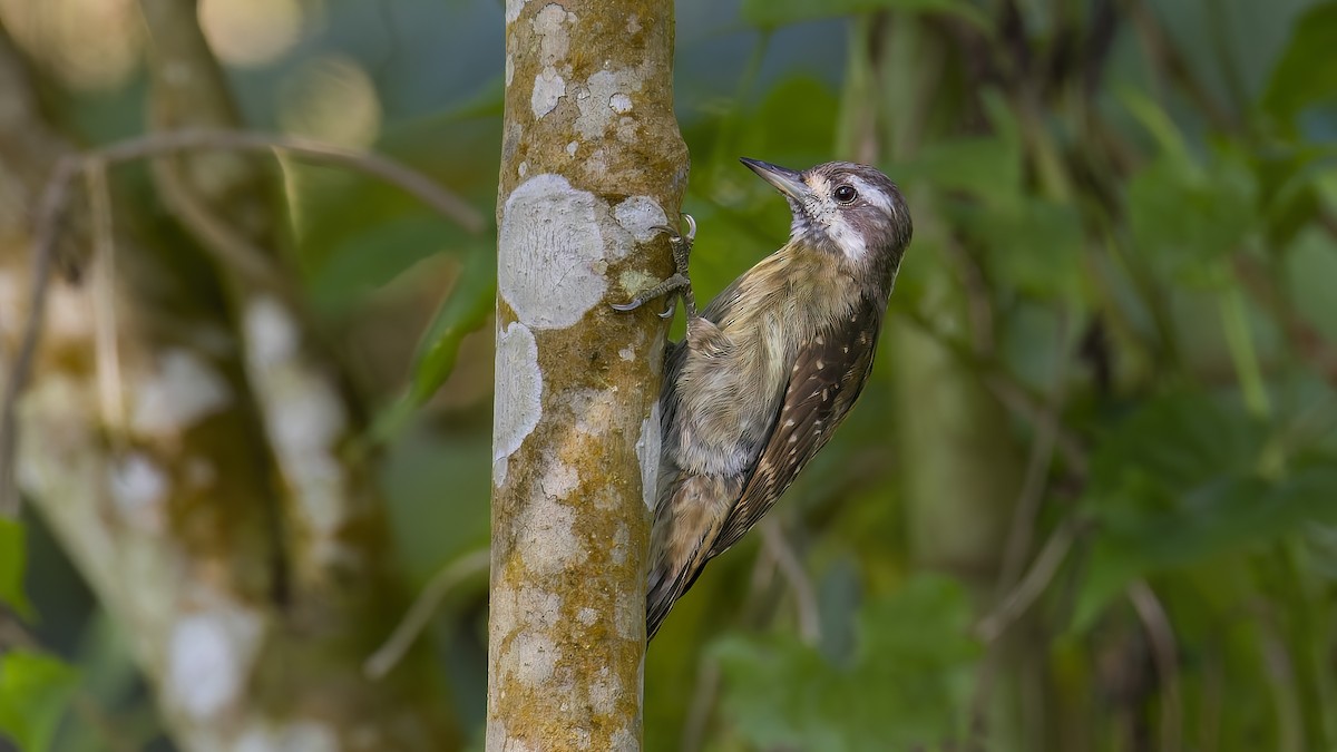 Sulawesi Pygmy Woodpecker - Kenneth Cheong