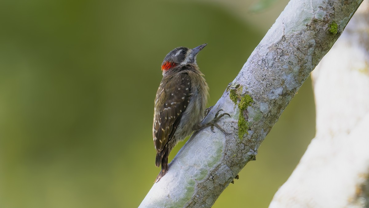 Sulawesi Pygmy Woodpecker - Kenneth Cheong