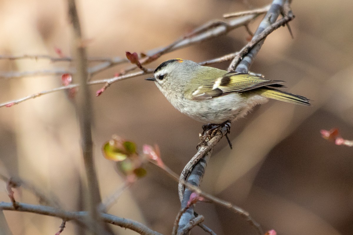 Golden-crowned Kinglet - ML549262741