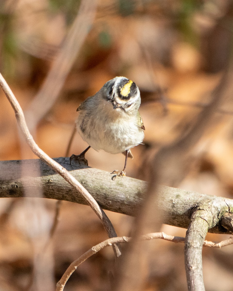 Golden-crowned Kinglet - ML549262761