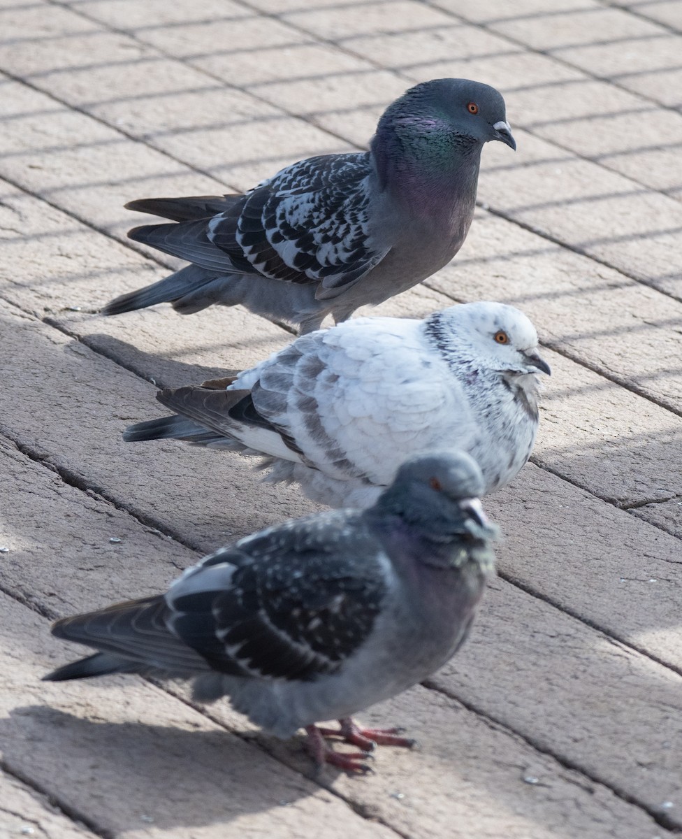 Pigeon biset (forme domestique) - ML549262921