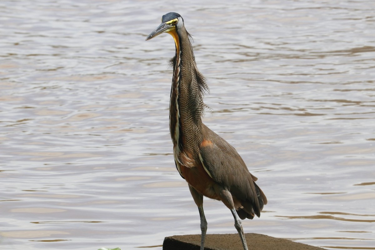 Bare-throated Tiger-Heron - ML549263071