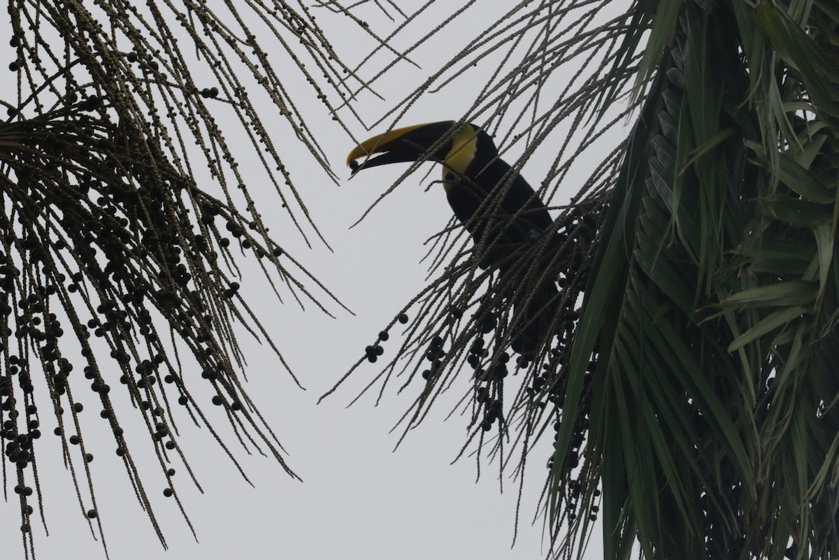 Yellow-throated Toucan - ML549264121
