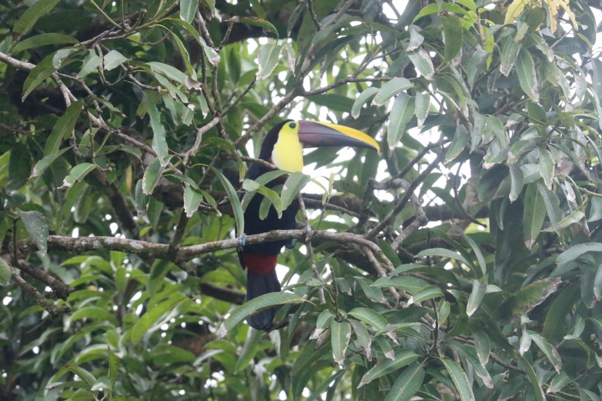 Yellow-throated Toucan - Jane Finneran