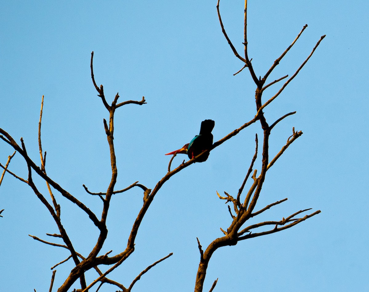 White-throated Kingfisher - Pranav Pula