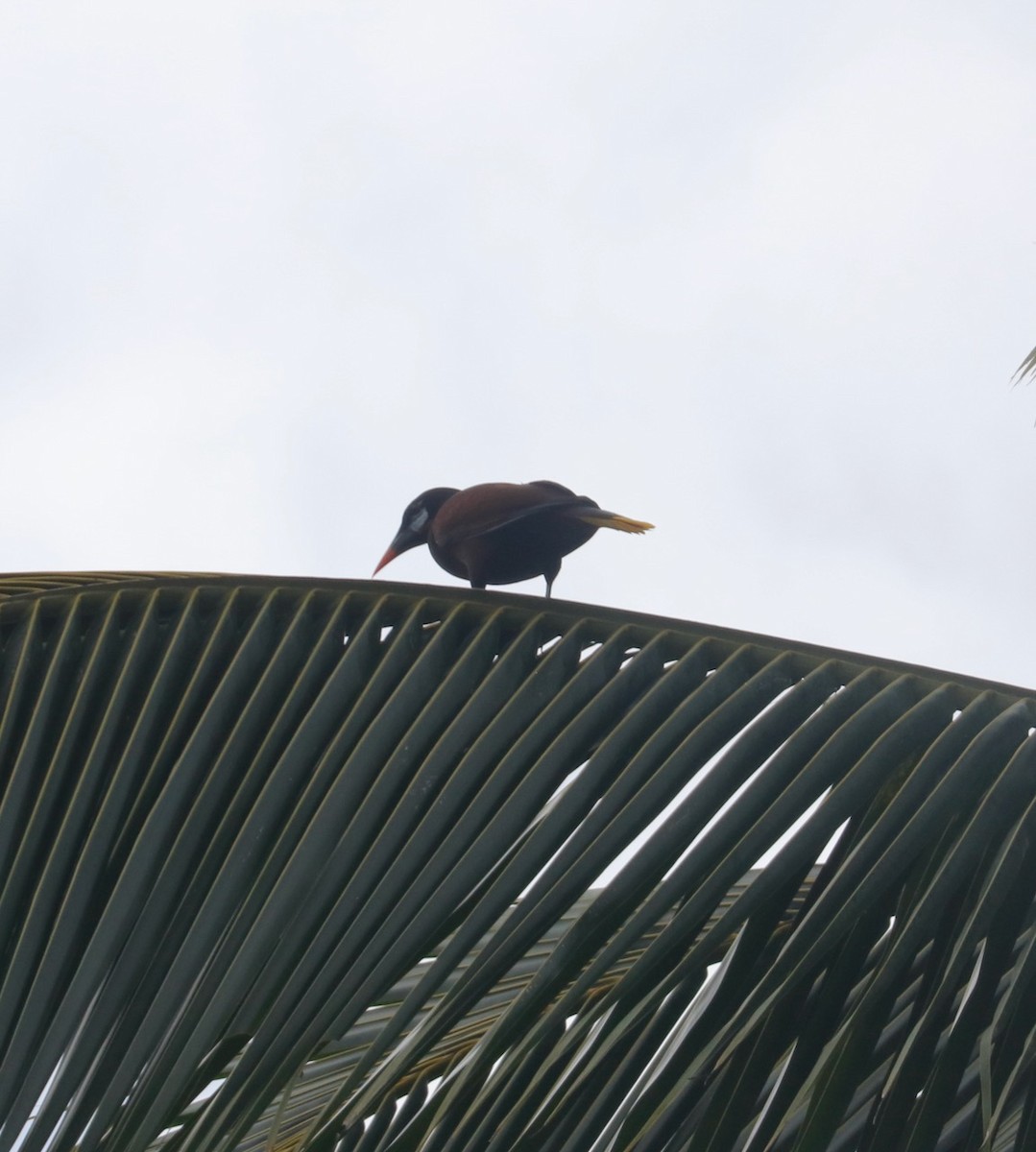 Montezuma Oropendola - ML549264951
