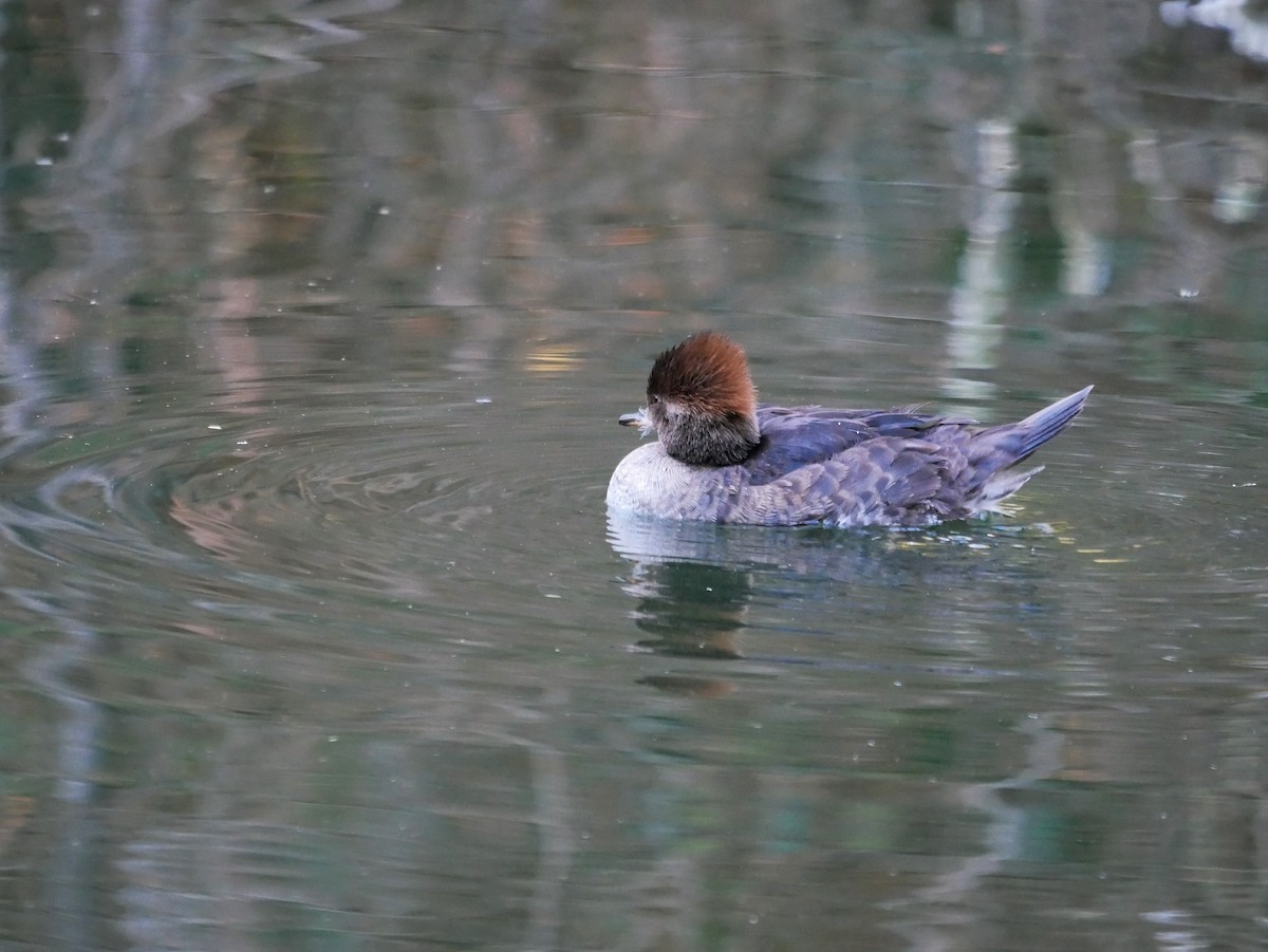 Hooded Merganser - Shelley Altman