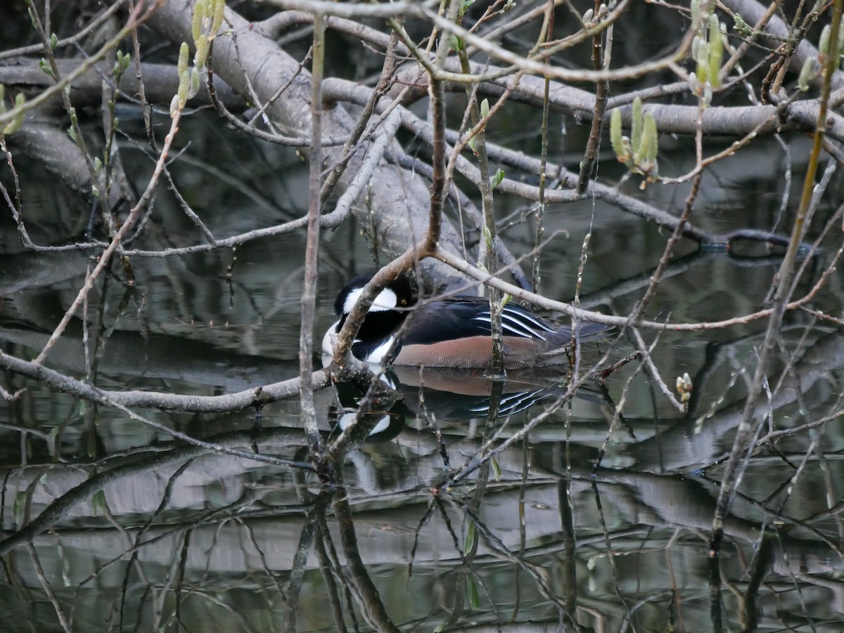 Hooded Merganser - Shelley Altman