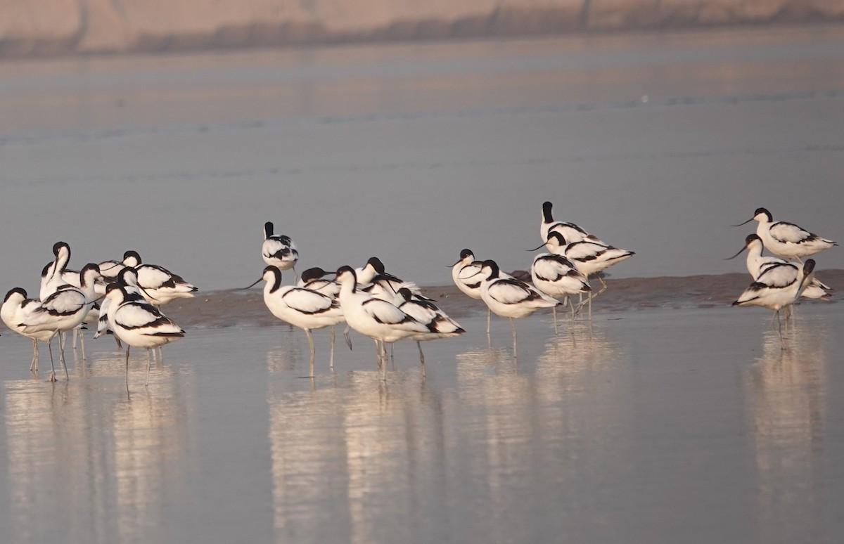 Pied Avocet - ML549266821