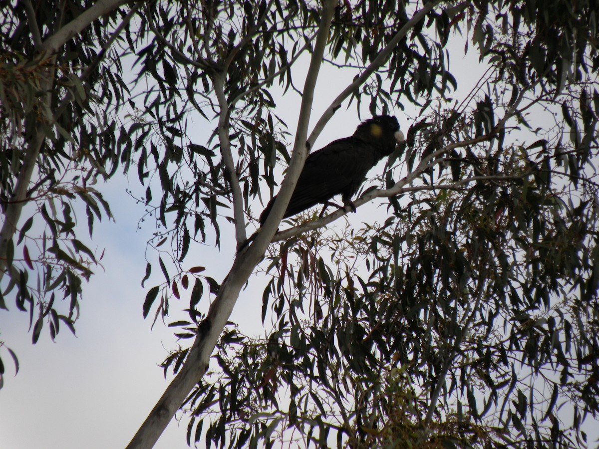 Yellow-tailed Black-Cockatoo - ML54926711