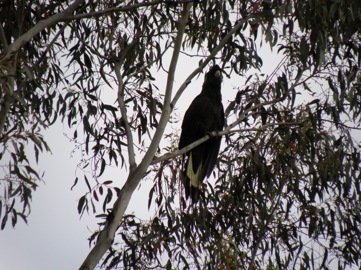 Yellow-tailed Black-Cockatoo - ML54926721
