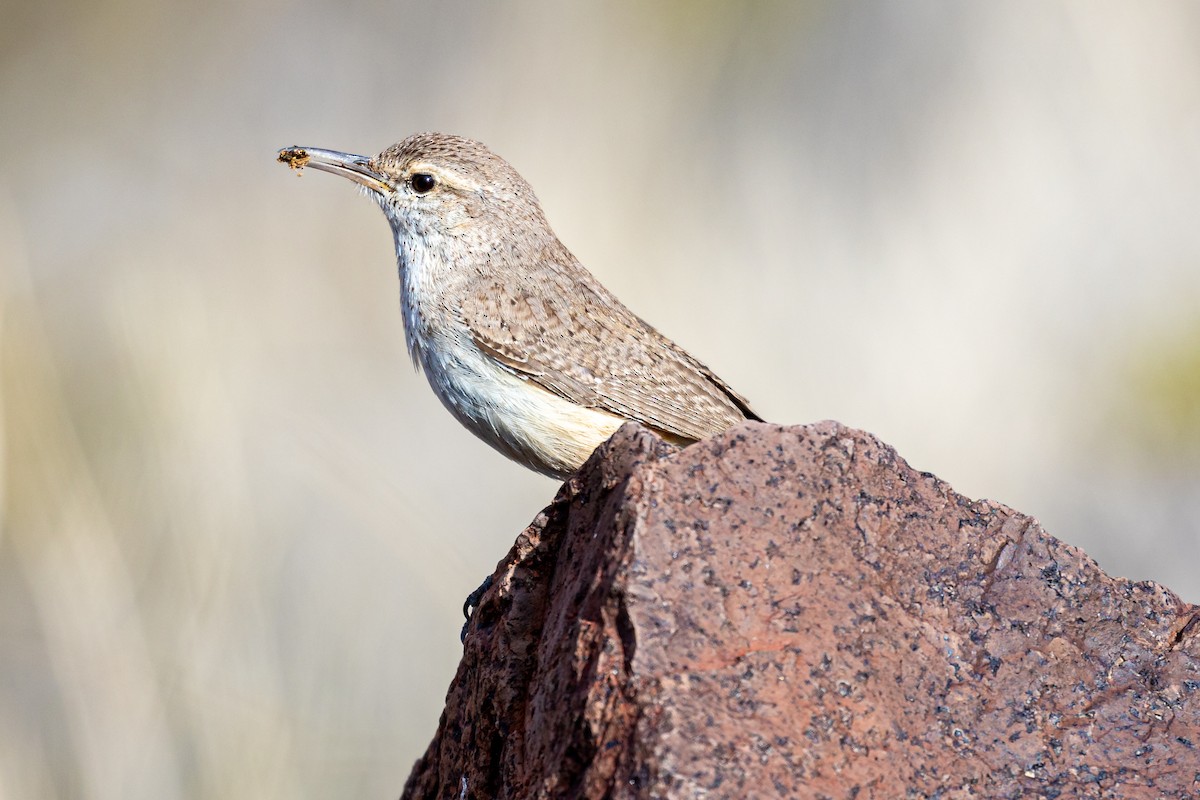 Rock Wren - Ryan Dandy