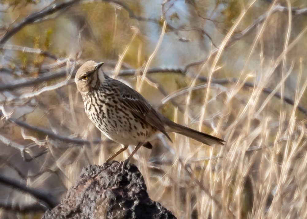 Sage Thrasher - Ryan Dandy