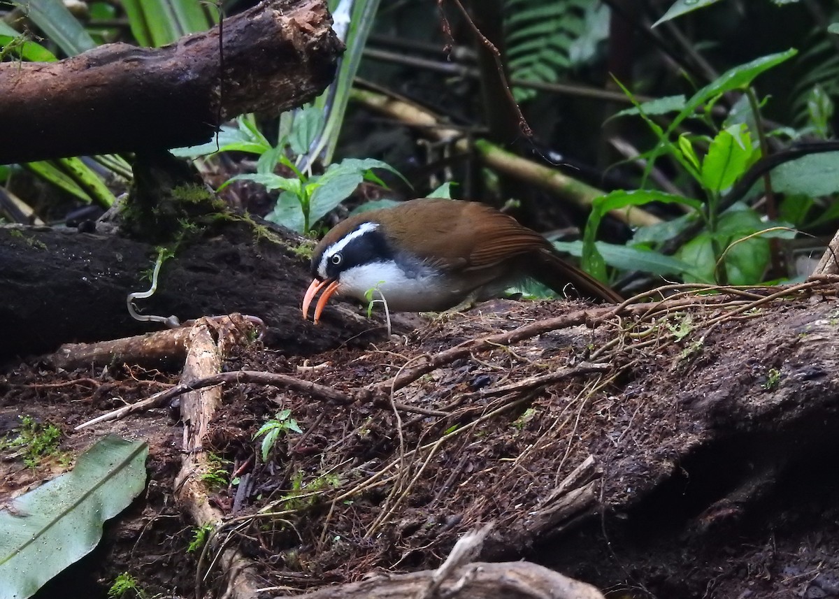 Brown-crowned Scimitar-Babbler (albogularis Group) - ML549267731