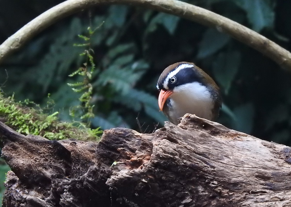 Brown-crowned Scimitar-Babbler (albogularis Group) - ML549267801