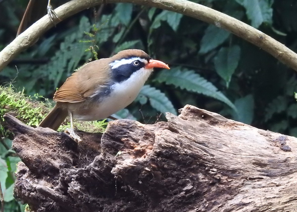 Brown-crowned Scimitar-Babbler (albogularis Group) - Mark Smiles