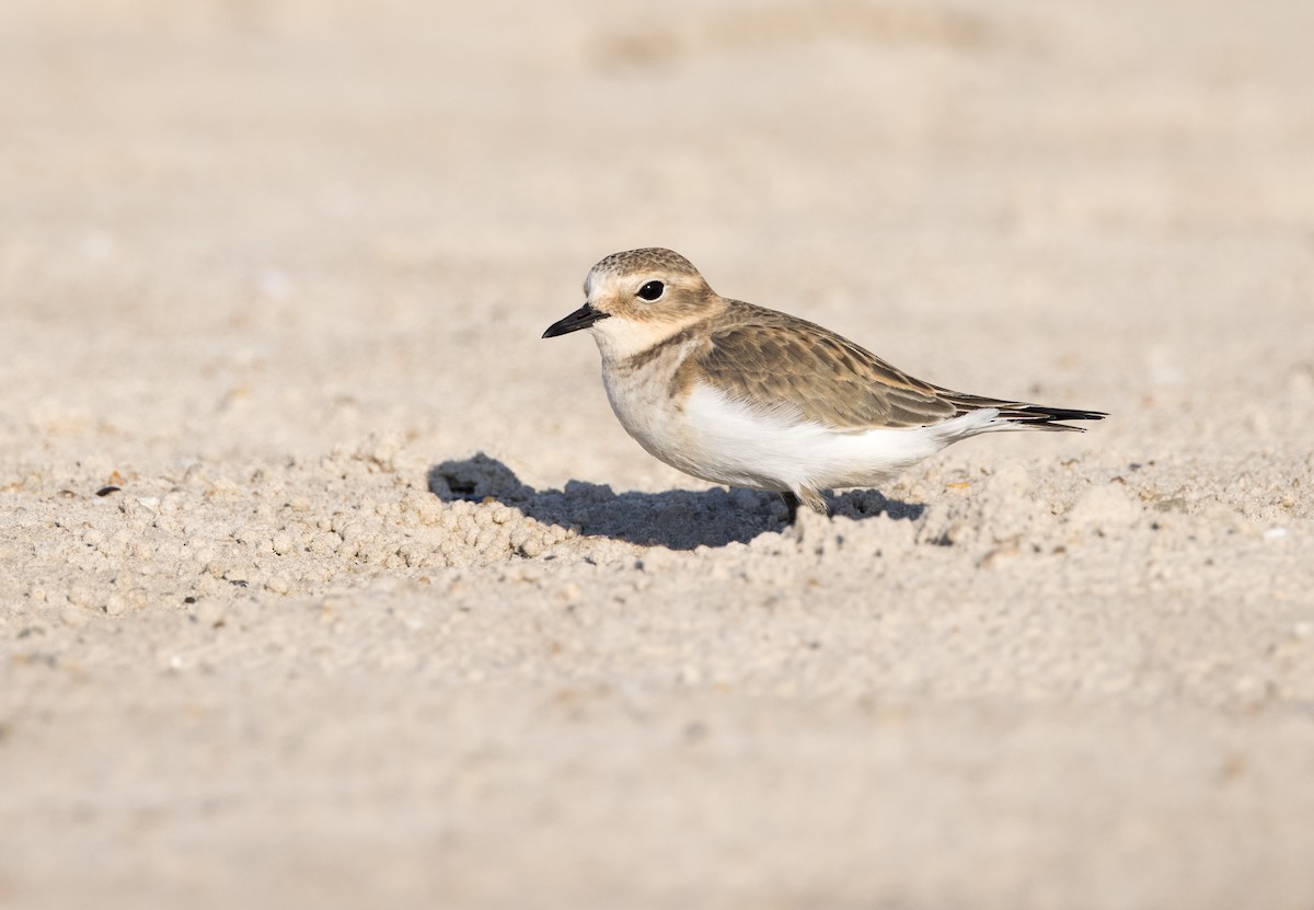 Double-banded Plover - ML549268951