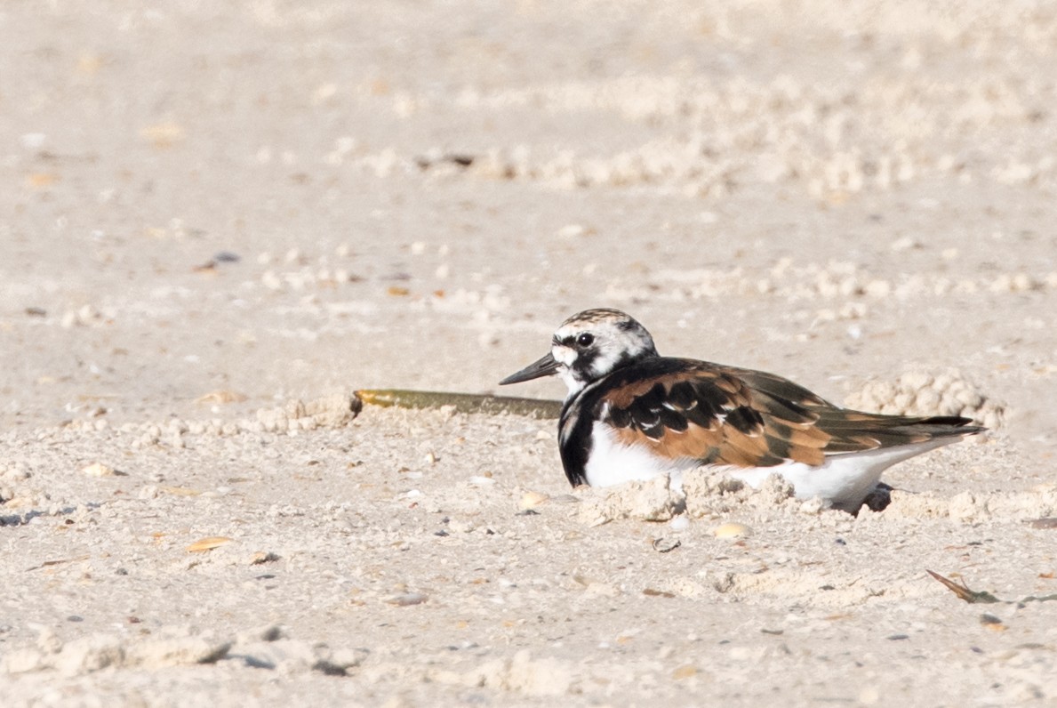 Ruddy Turnstone - ML549269091