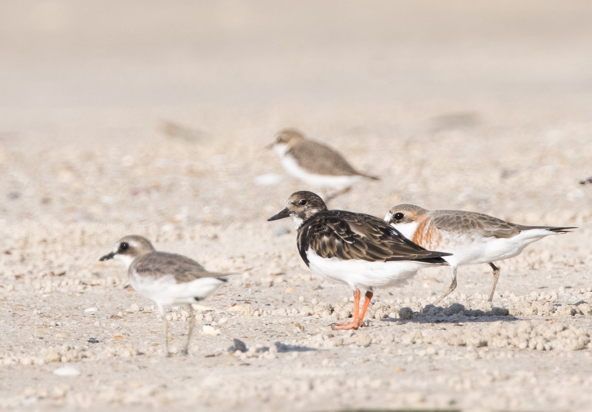 Ruddy Turnstone - ML549269111