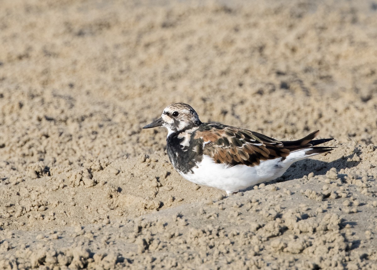 Ruddy Turnstone - ML549269121