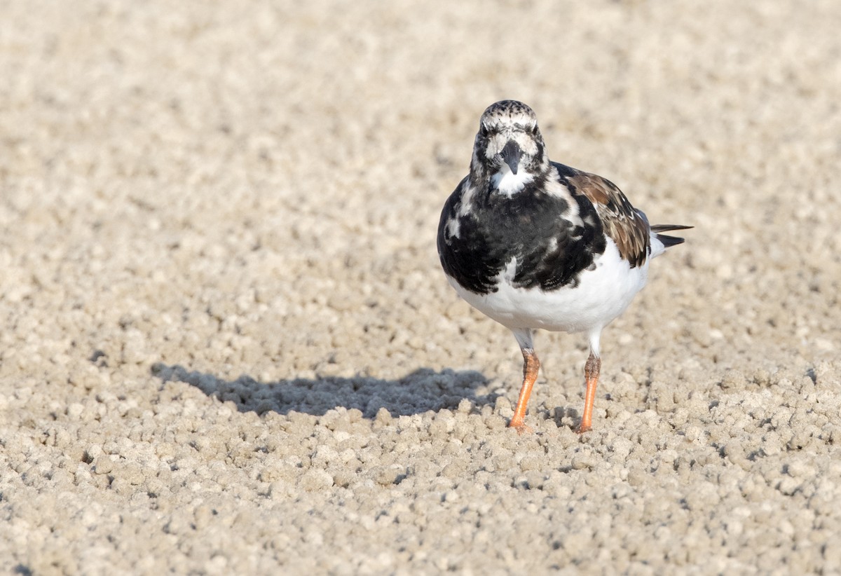 Ruddy Turnstone - ML549269131