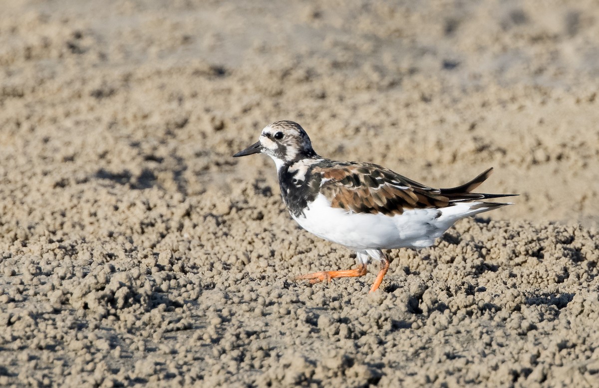 Ruddy Turnstone - ML549269141