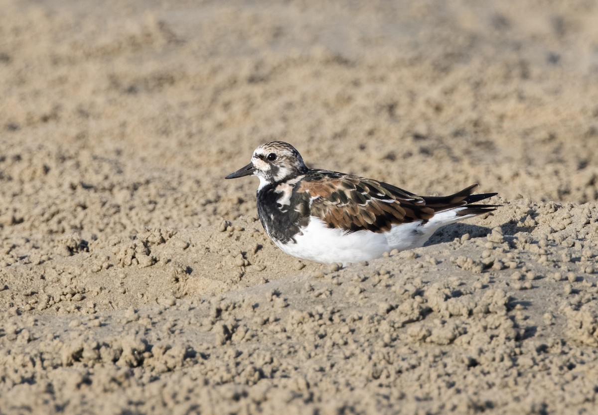 Ruddy Turnstone - ML549269151