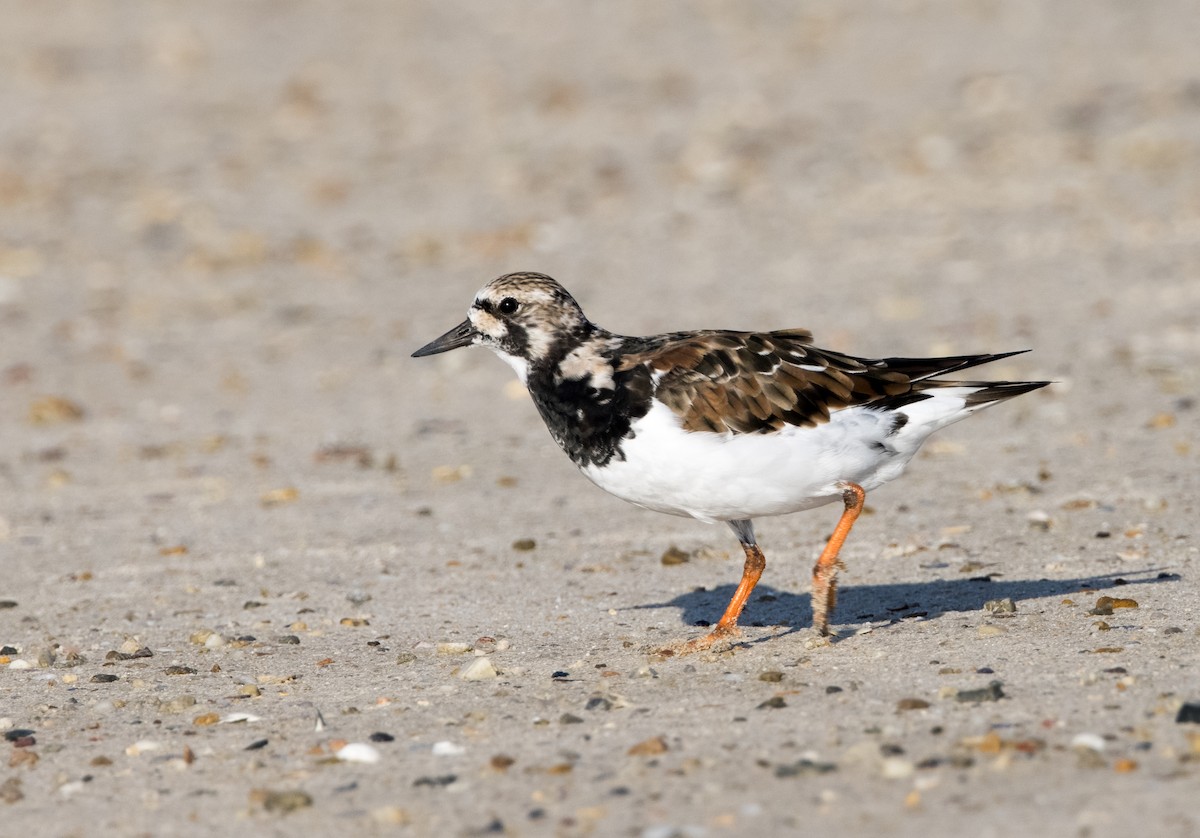 Ruddy Turnstone - Chris Barnes