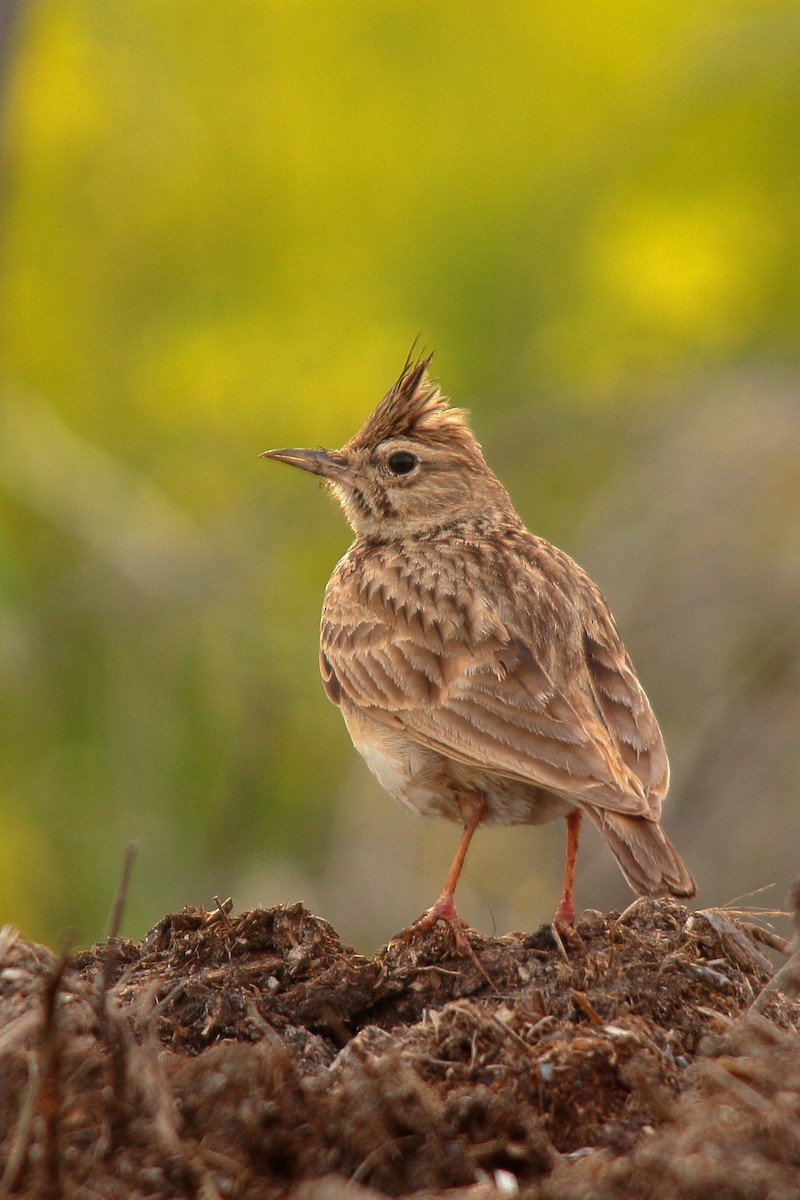 Crested Lark - ML549270621
