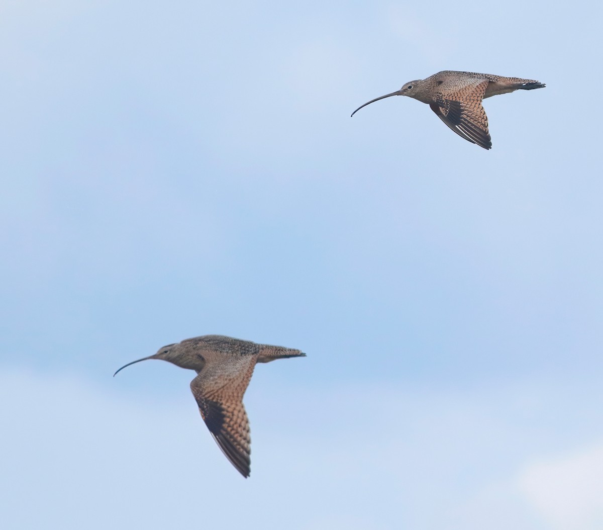 Long-billed Curlew - ML549270651