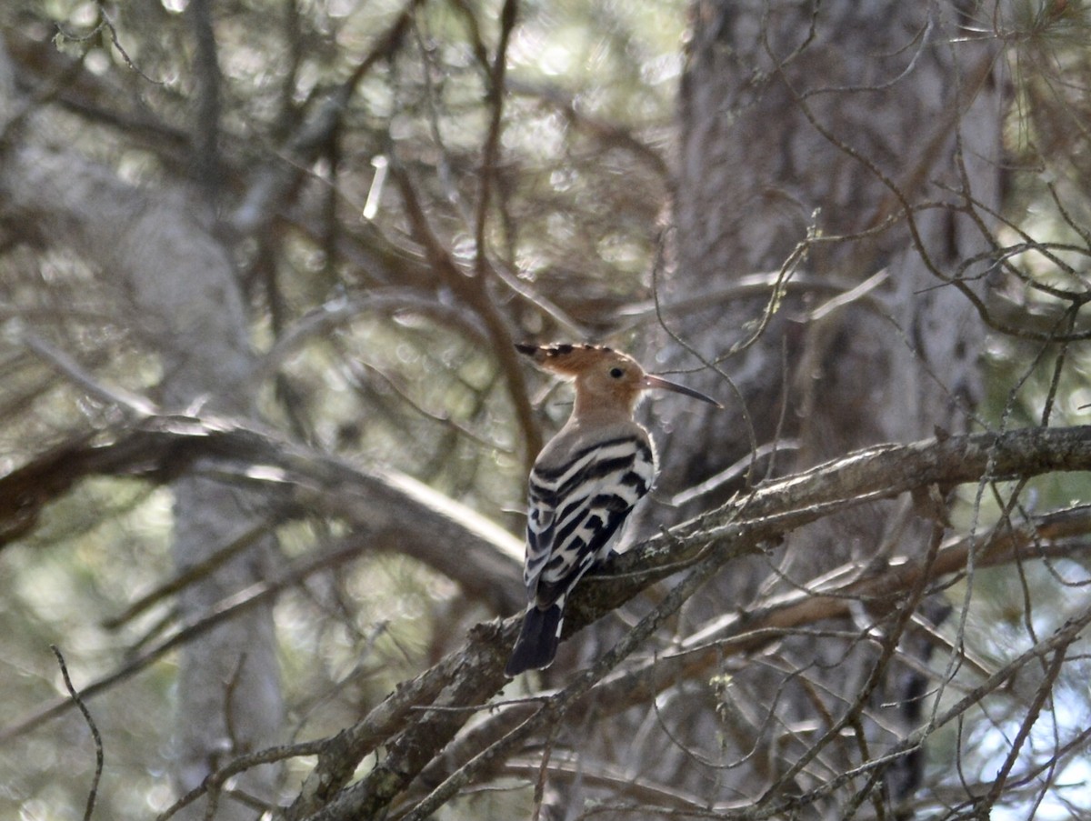 Eurasian Hoopoe - ML549270731