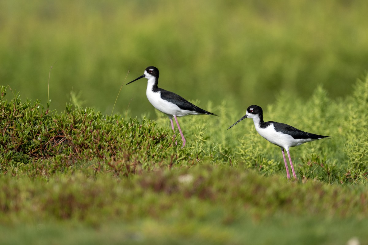 Black-necked Stilt (Hawaiian) - ML549270741