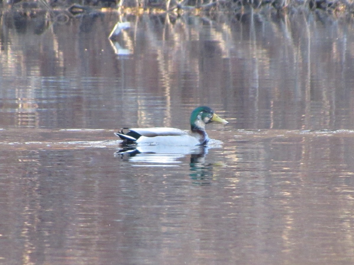 Canard colvert - ML54927121