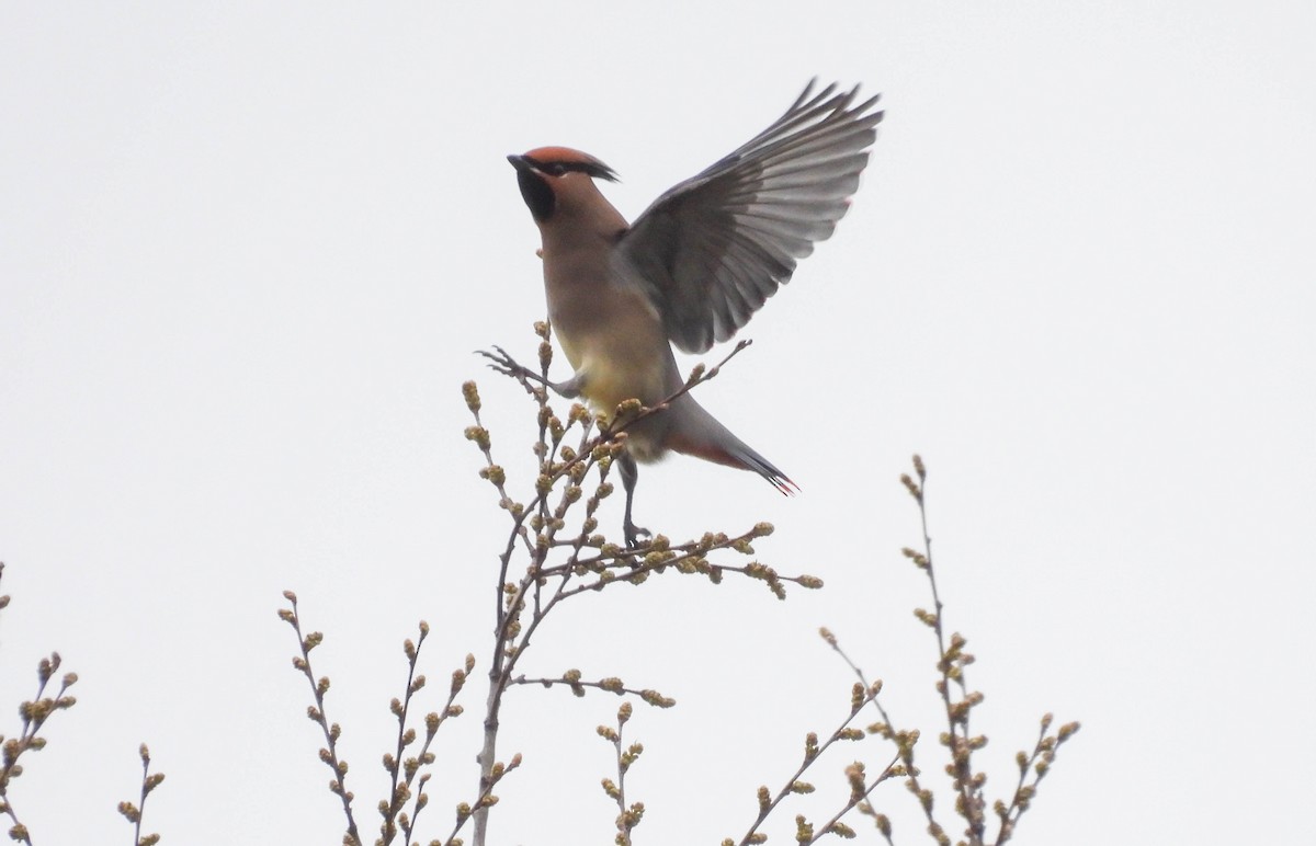 Japanese Waxwing - Alexander Kitiashvili