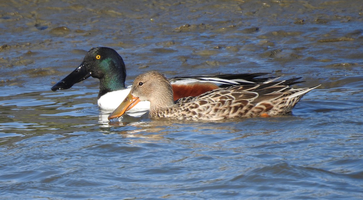 Northern Shoveler - ML549272911