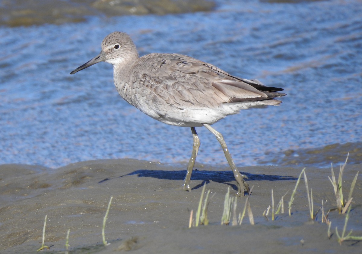 Willet - ML549272931