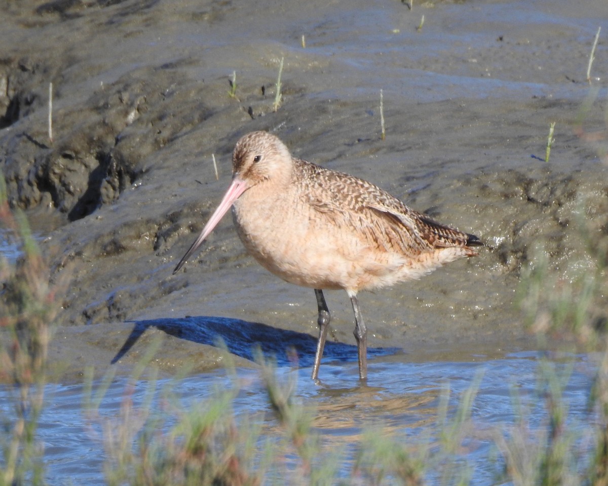 Marbled Godwit - ML549272981