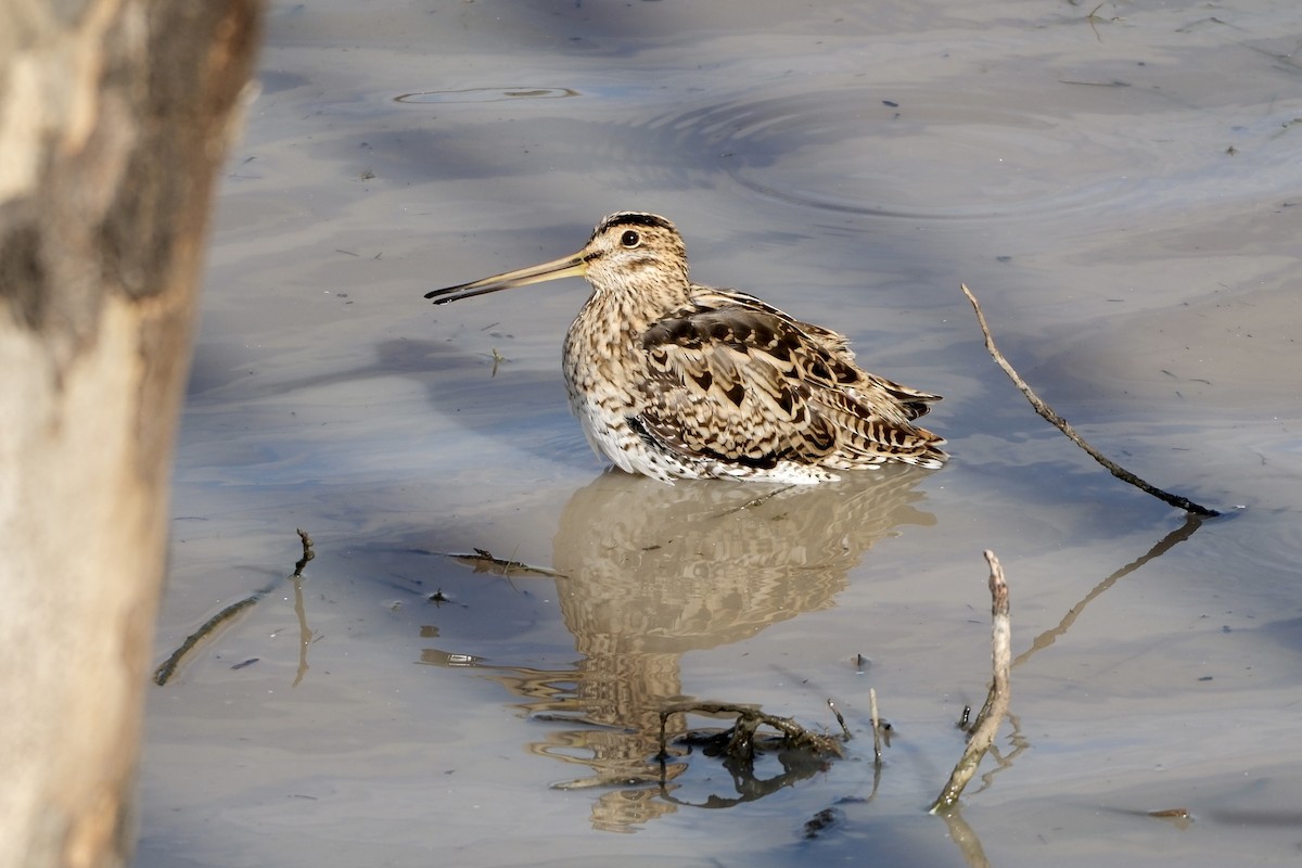 Latham's Snipe - ML549273101