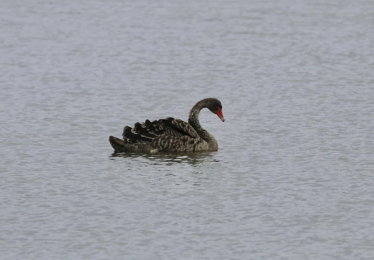 Black Swan - ML549273371