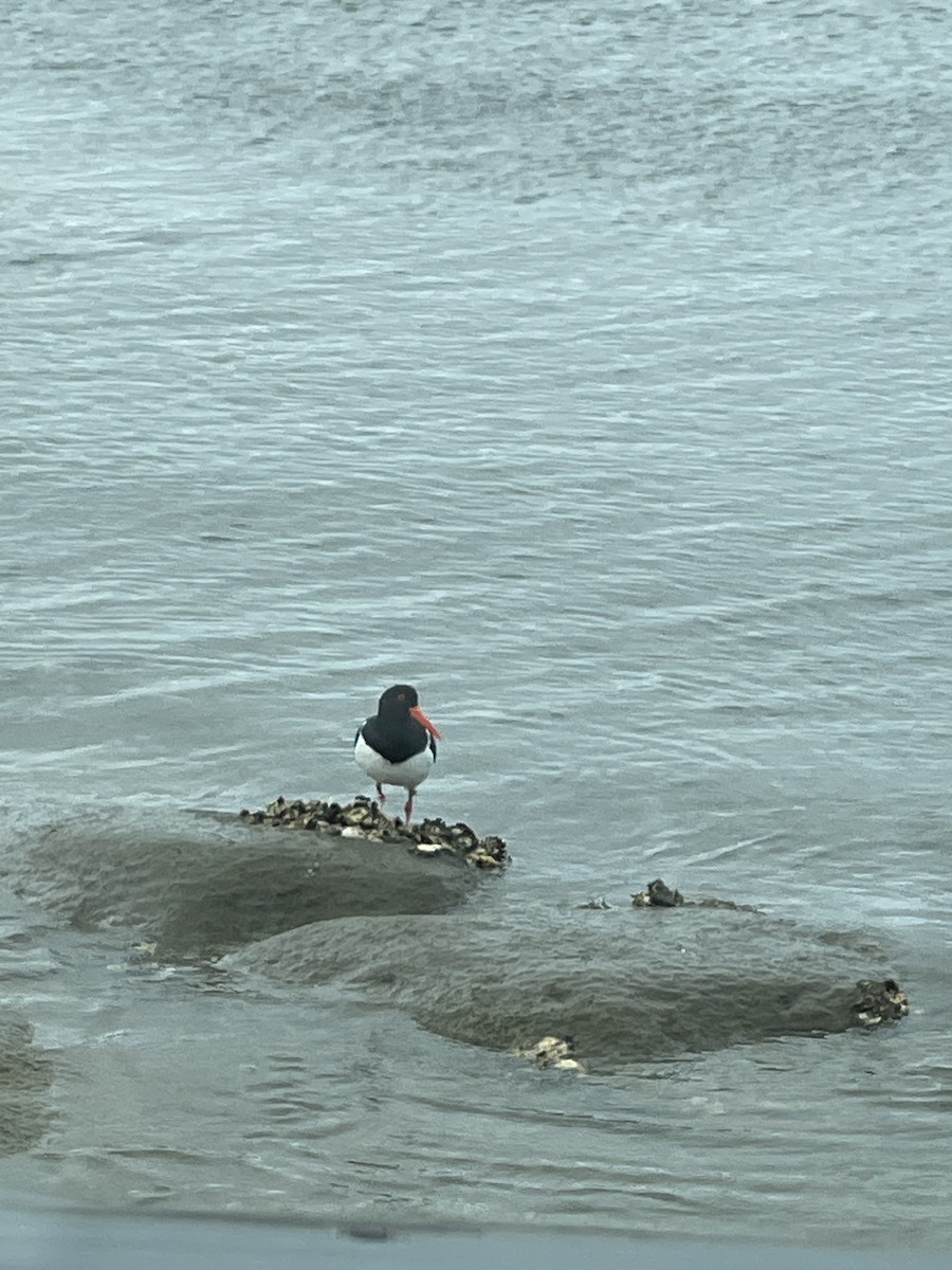 Pied Oystercatcher - ML549273961