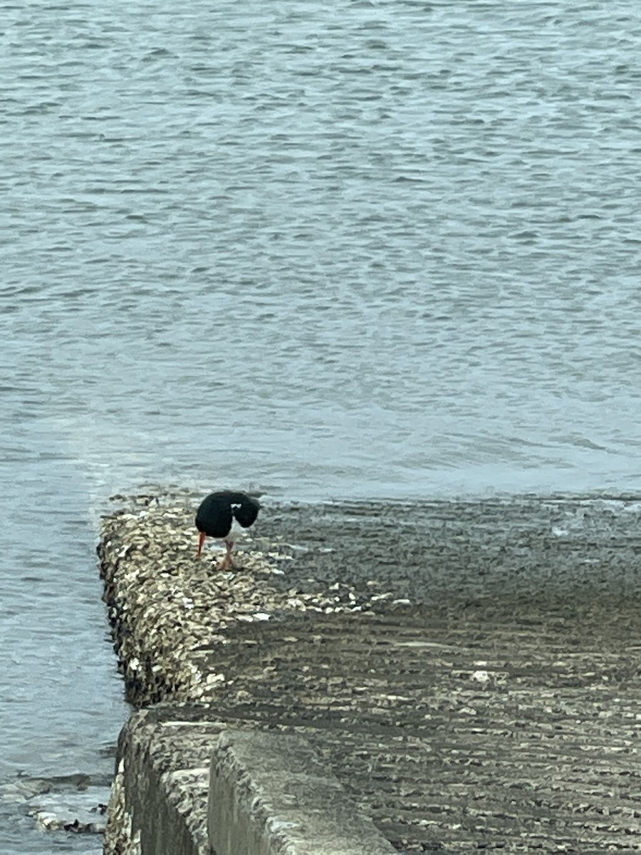 Pied Oystercatcher - ML549273971
