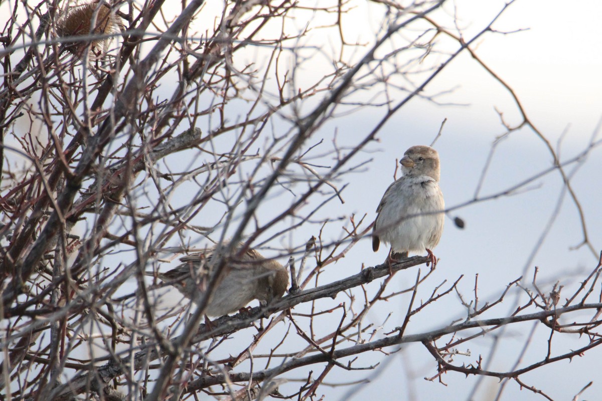 Spanish Sparrow - ML549274221