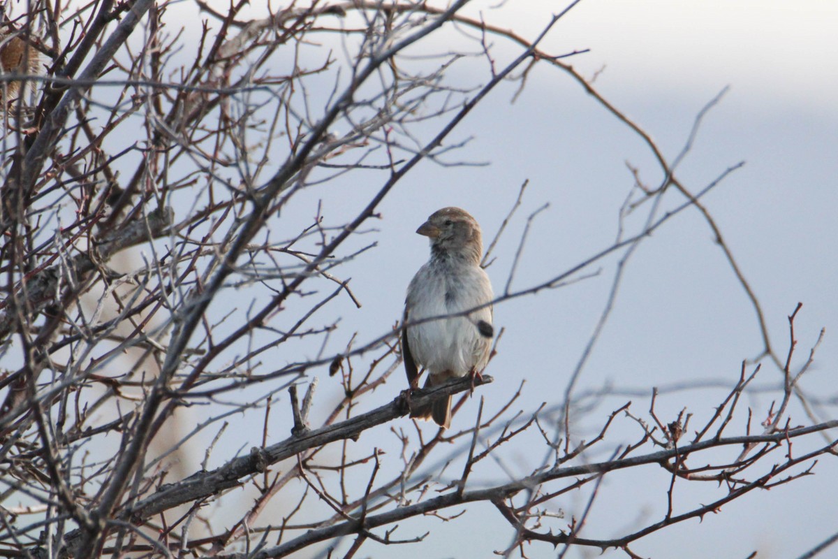 Spanish Sparrow - ML549274231